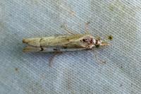 Agriphila geniculea