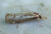 Agriphila geniculea