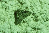 Chloantha hyperici
