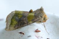 Diachrysia chrysitis