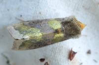 Diachrysia chrysitis