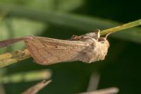 Mythimna vitellina