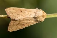 Mythimna vitellina