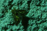 Chrysodeixis chalcites