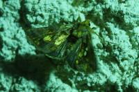 Chrysodeixis chalcites