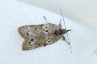 Nycteola revayana