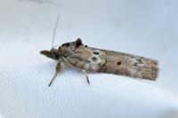 Nycteola revayana