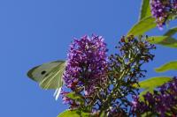 Pieris brassicae
