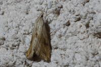 Evergestis forficalis