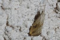 Evergestis forficalis