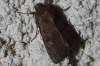 Xestia xanthographa