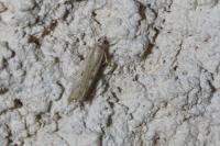 Agriphila geniculea