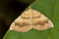 Camptogramma bilineata
