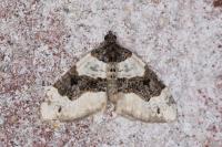 Cosmorhoe ocellata