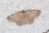 Scopula rubiginata