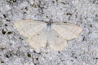 Scopula immutata