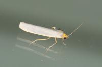 Eilema caniola