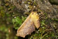 Ennomos alniaria