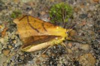 Ennomos alniaria