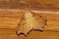 Ennomos erosaria
