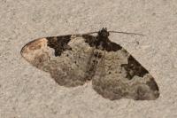Xanthorhoe fluctuata