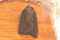 Amphipyra tragopoginis