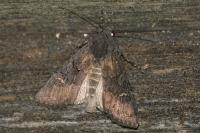 Aporophyla nigra