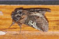 Diloba caeruleocephala