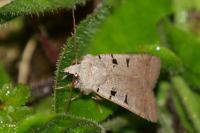 Eugnorisma glareosa