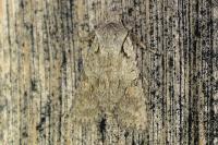 Lithophane ornitopus