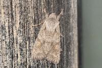 Lithophane ornitopus