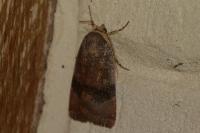 Noctua janthe/janthina