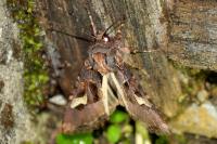 Trigonophora flammea