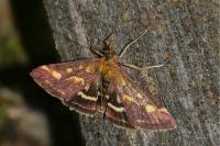 Pyrausta purpuralis