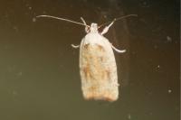 Agonopterix nervosa