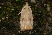 Agonopterix nervosa