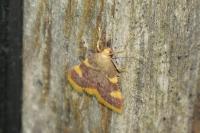 Hypsopygia costalis