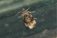 Endothenia