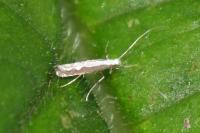 Dialectica scalariella