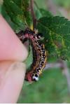 Acronicta tridens