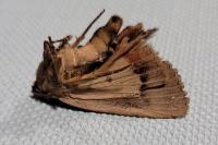 Amphipyra pyramidea