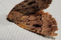 Amphipyra pyramidea