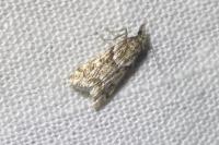 Eudonia angustea