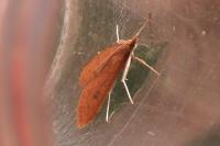 Udea ferrugalis