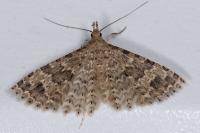 Alucita hexadactyla