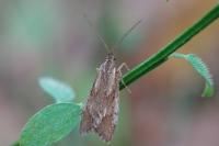 Diurnea lipsiella