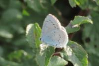 Celastrina argiolus