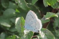 Celastrina argiolus