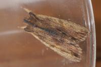 Lithophane semibrunnea