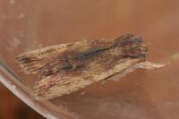 Lithophane semibrunnea